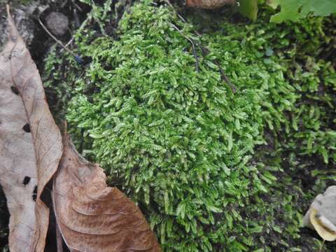 Image of taxiphyllum moss