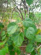 Image of Jatropha gaumeri Greenm.