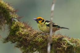 Image of Flame-faced Tanager