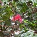 Image of Calliandra purdiaei Benth.