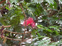 Image of Calliandra purdiaei Benth.