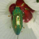 Imagem de <i>Acmaeodera <i>viridaenea</i></i> viridaenea