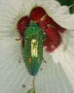 Image of <i>Acmaeodera <i>viridaenea</i></i> viridaenea