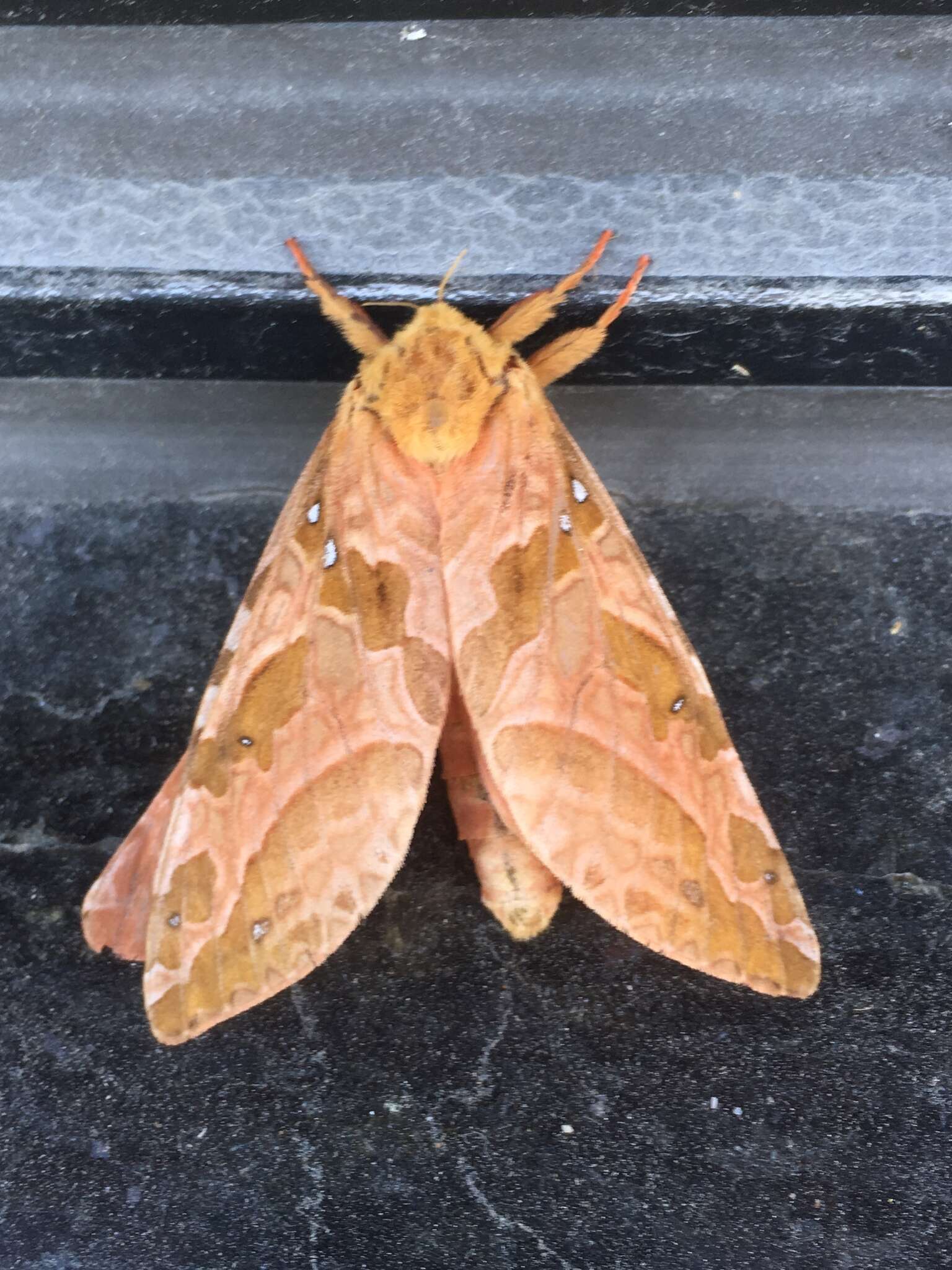 Image of Four-spotted Ghost Moth