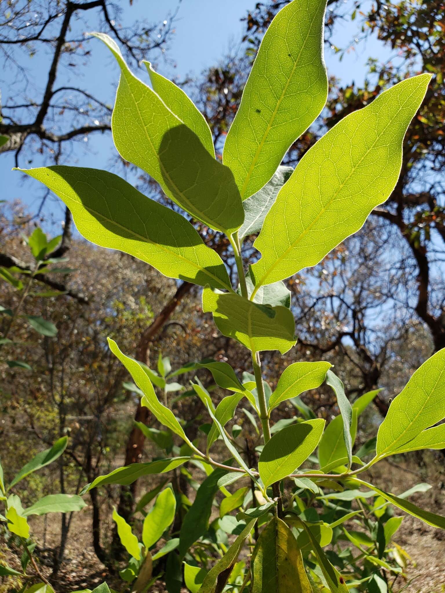 Image of Garrya laurifolia Benth.