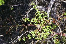 Image of Gonocarpus micranthus subsp. micranthus