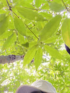 Image of Neolitsea acuminatissima (Hayata) Kaneh. & Sasaki