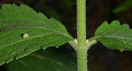 Eupatorium rotundifolium var. scabridum (Ell.) A. Gray resmi