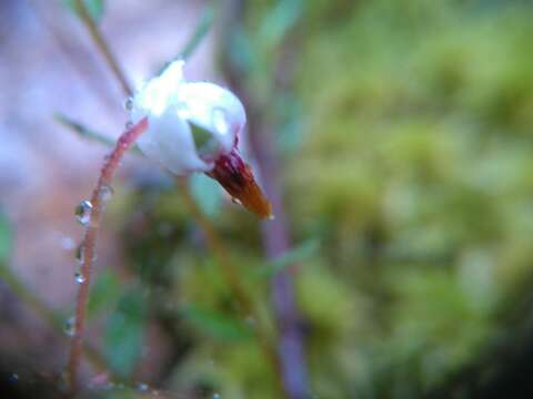 Image of Bog Cranberry