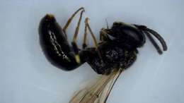 Image of Hylaeus communis Nylander 1852