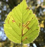 Image of Stigmella villosella (Clemens 1861) Newton et al. 1982