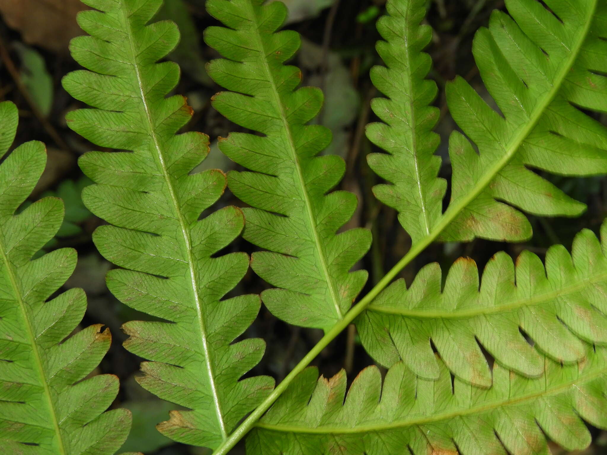 Plancia ëd Pteris biaurita L.