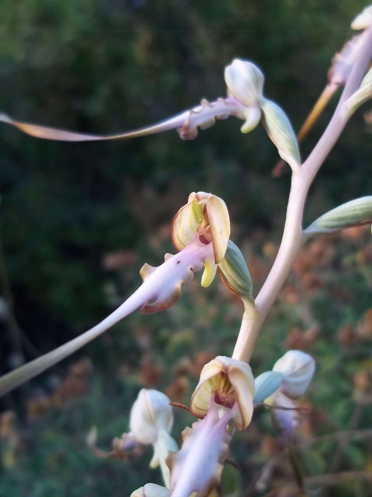 Image of Himantoglossum caprinum subsp. caprinum