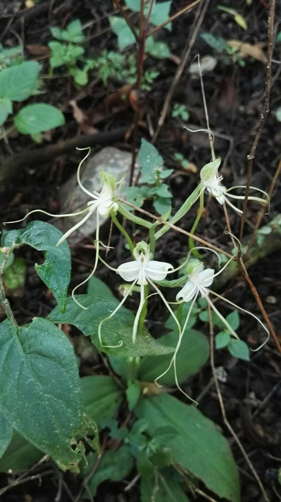 Bonatea polypodantha (Rchb. fil.) L. Bolus resmi