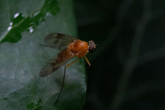 Image of Chrysopilus laetus Zetterstedt 1842