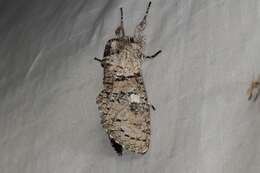 Image of Cossid moth