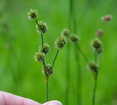 Image of White-Root Rush