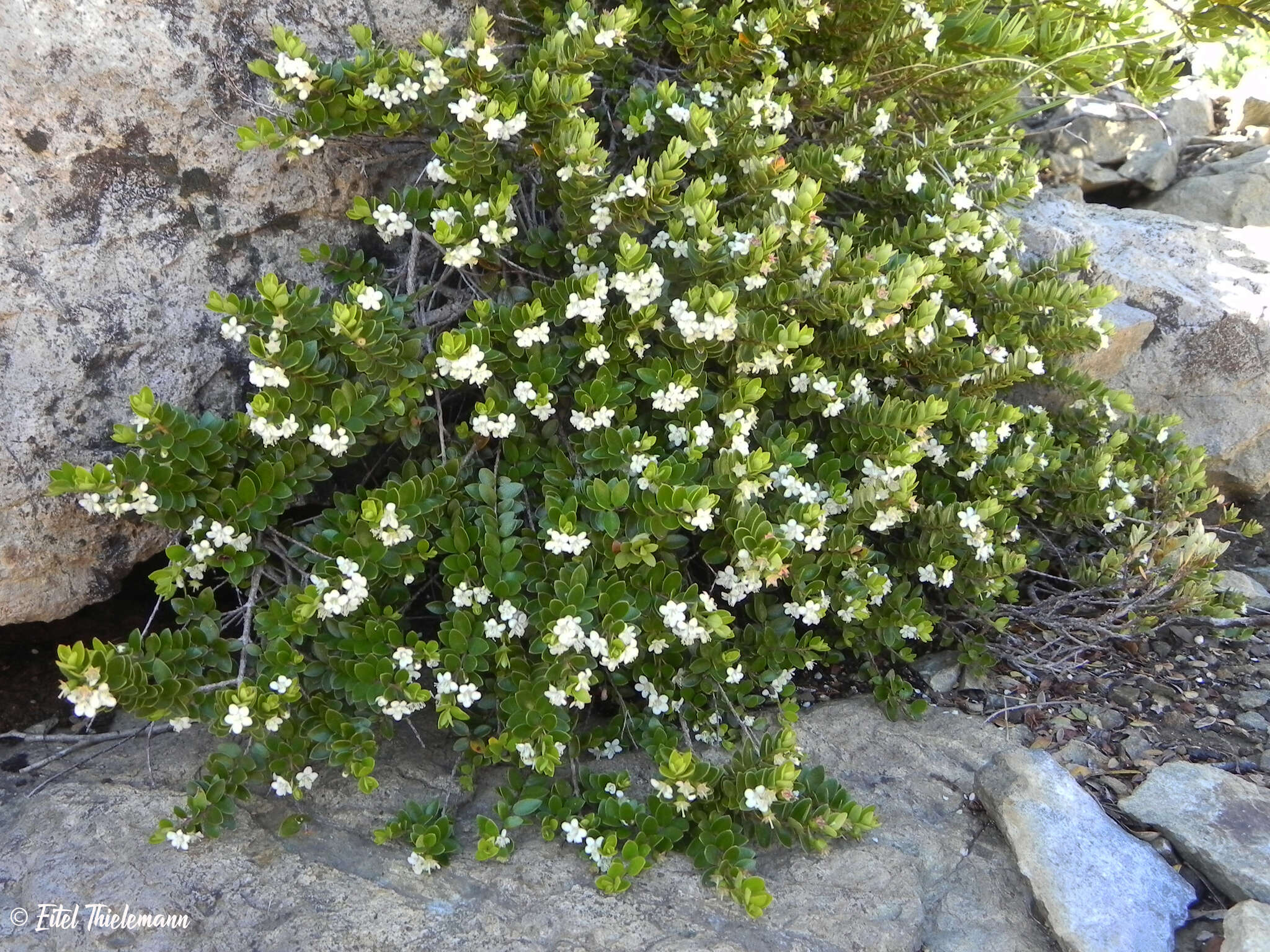 Imagem de Myrteola nummularia (Poir.) O. Berg