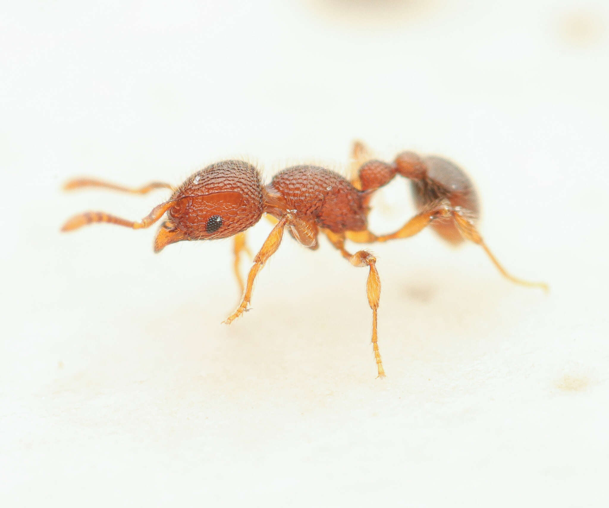 Image of Ant