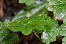 Image of Hydrocotyle setulosa Hayata