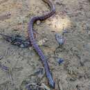 Image of Spotted Ground Snake