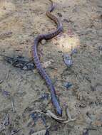 Image of Spotted Ground Snake