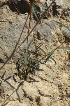 Image of Osbeckia chinensis L.