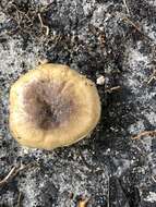 صورة Russula pulverulenta Peck 1902