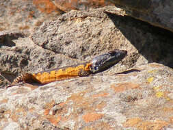 Image de Lézard des rochers du Drakensberg