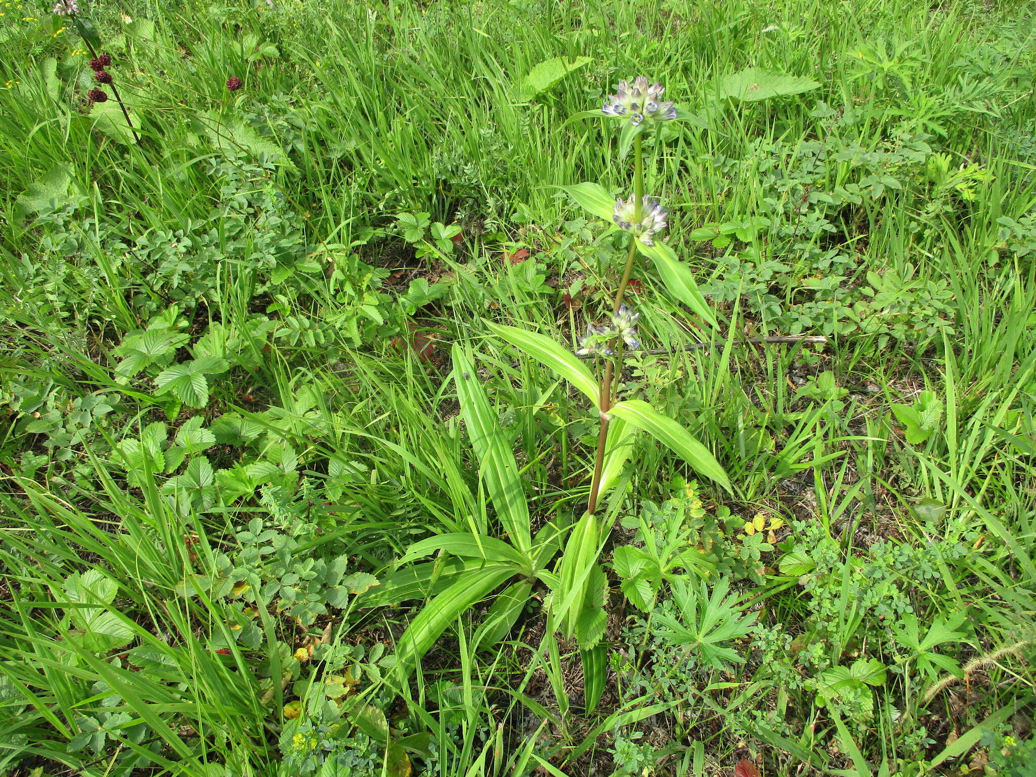 صورة Gentiana macrophylla Pall.