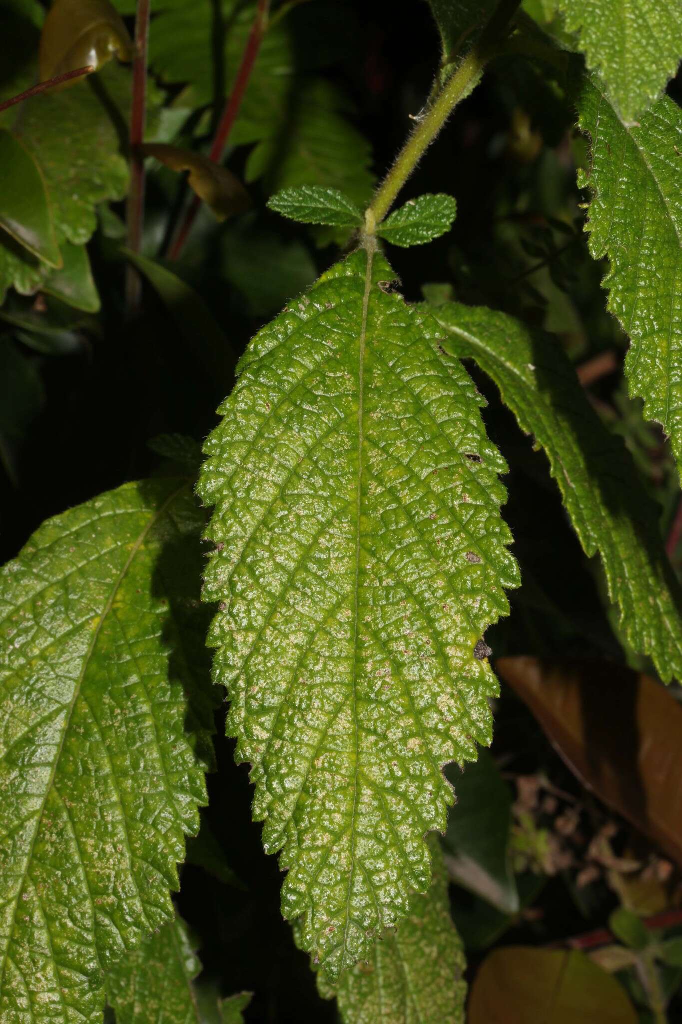 Image of Varronia crenata Ruiz & Pav.