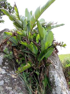 Image of Mountain strelitzia