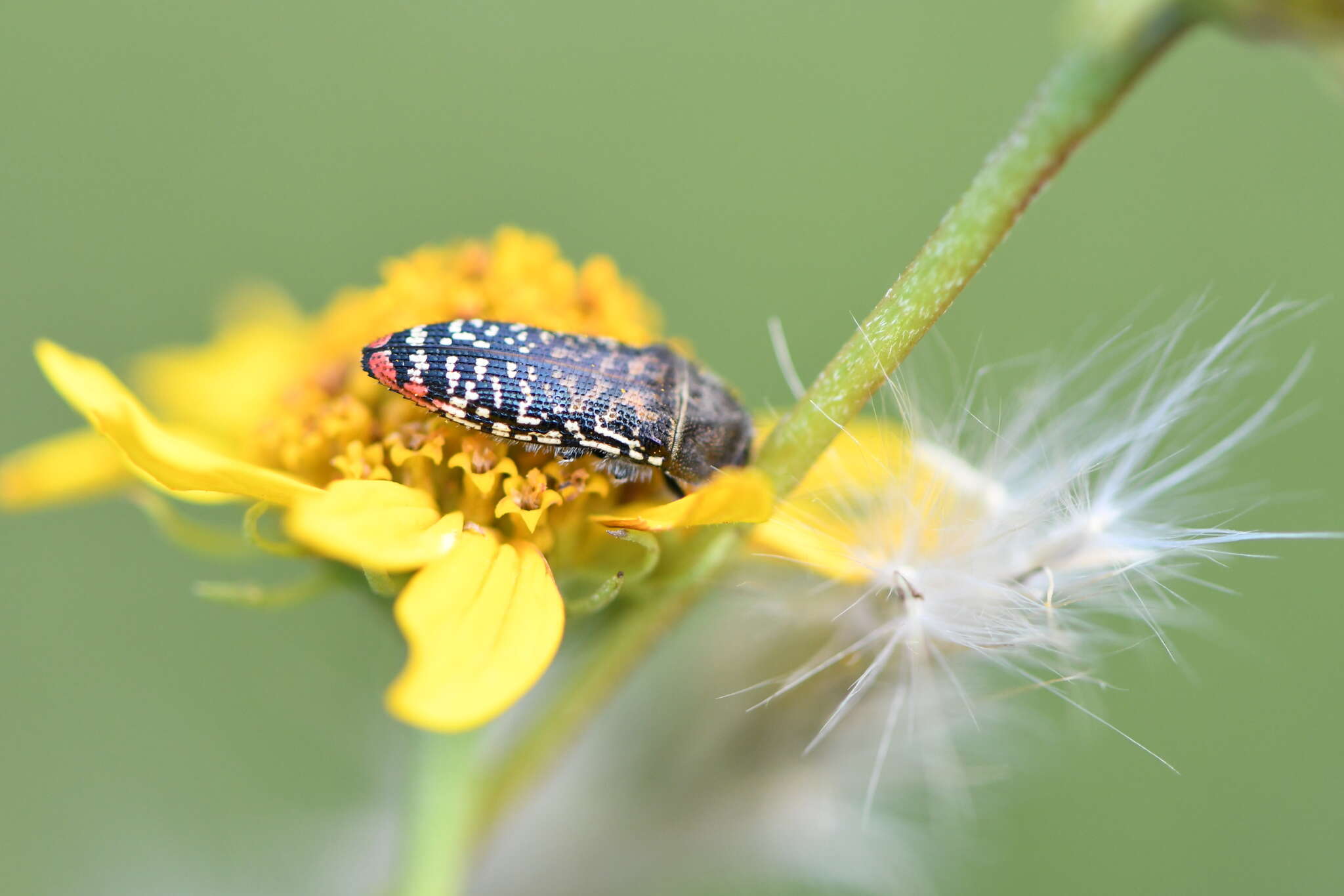 Image de Acmaeodera haemorrhoa Le Conte 1858