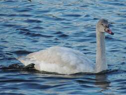 Image de Cygne siffleur