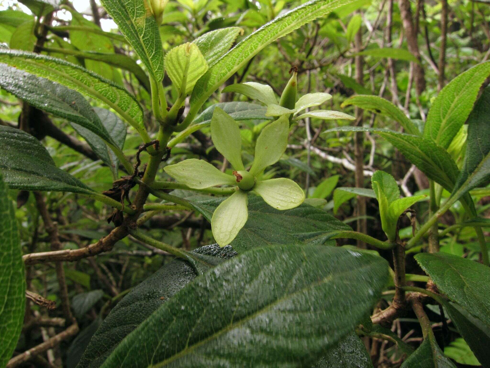 Image of Spoon-Leaf Cyrtandra