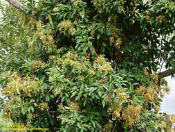 Image of Hydrangea integrifolia Hayata