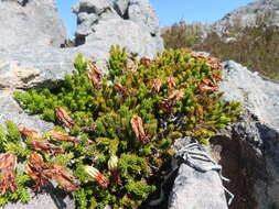 Image of Erica banksia subsp. banksia