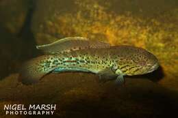 Image of Northern purplespotted gudgeon