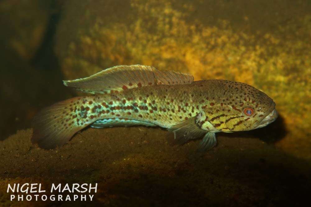 Image of Northern purplespotted gudgeon