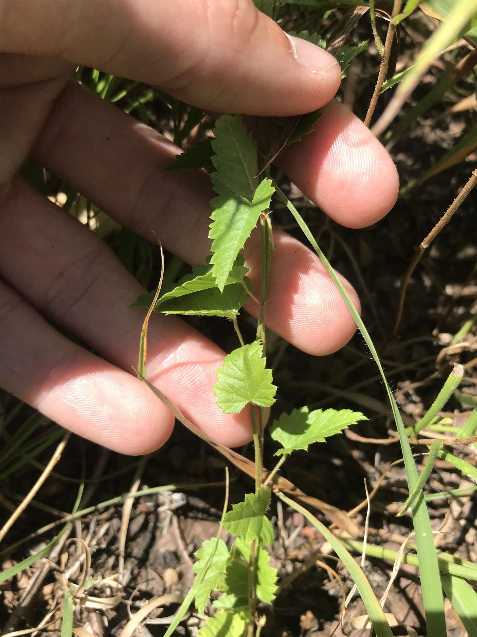 Image de Tragia betonicifolia Nutt.