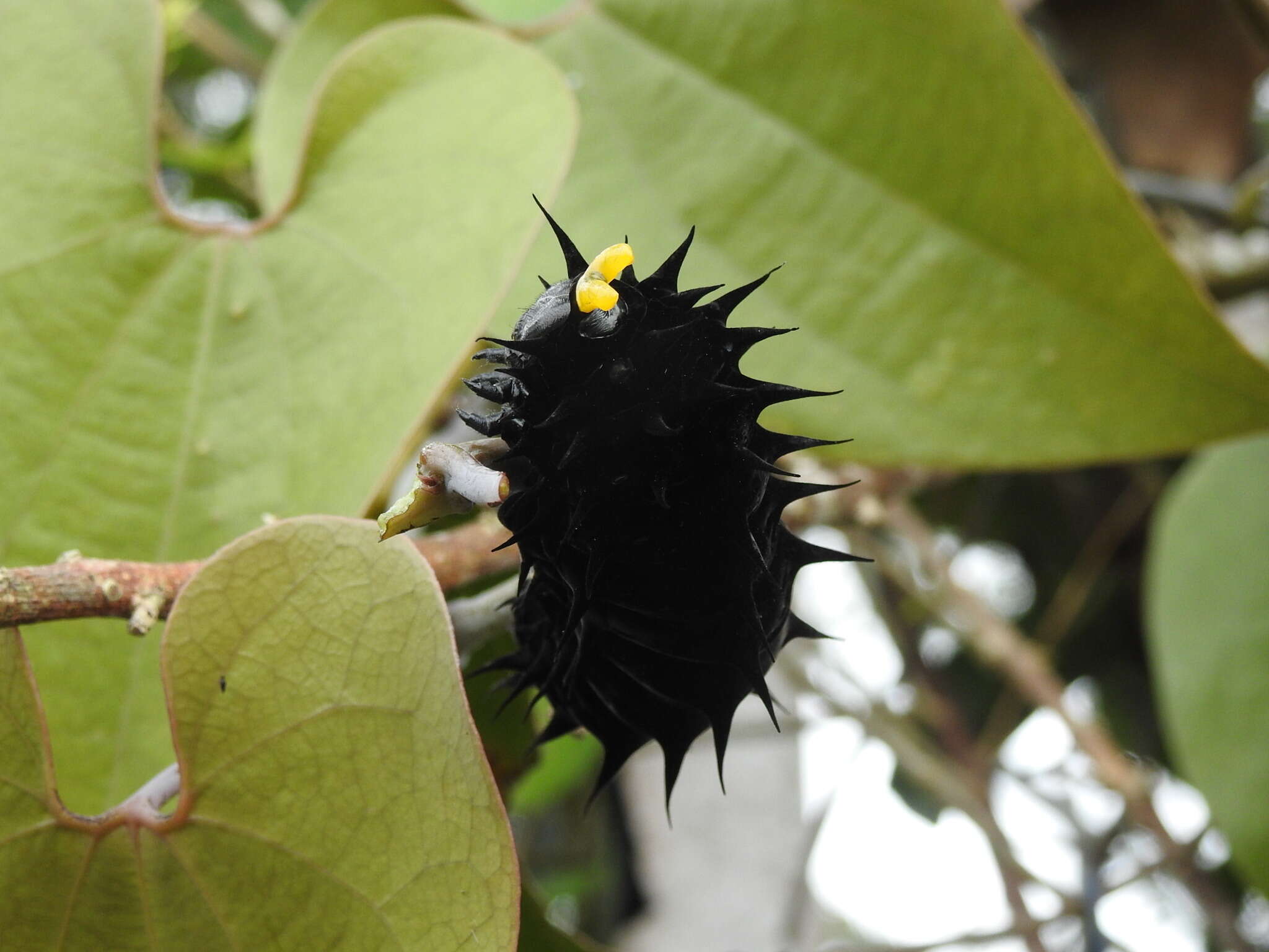 Слика од Ornithoptera goliath Oberthür 1888