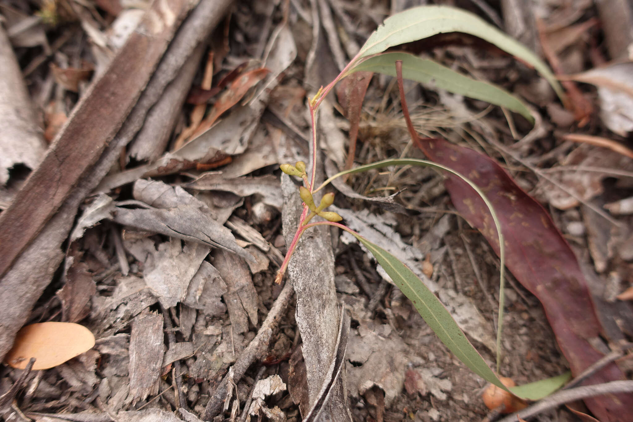 Image of Eucalyptus rubida subsp. rubida