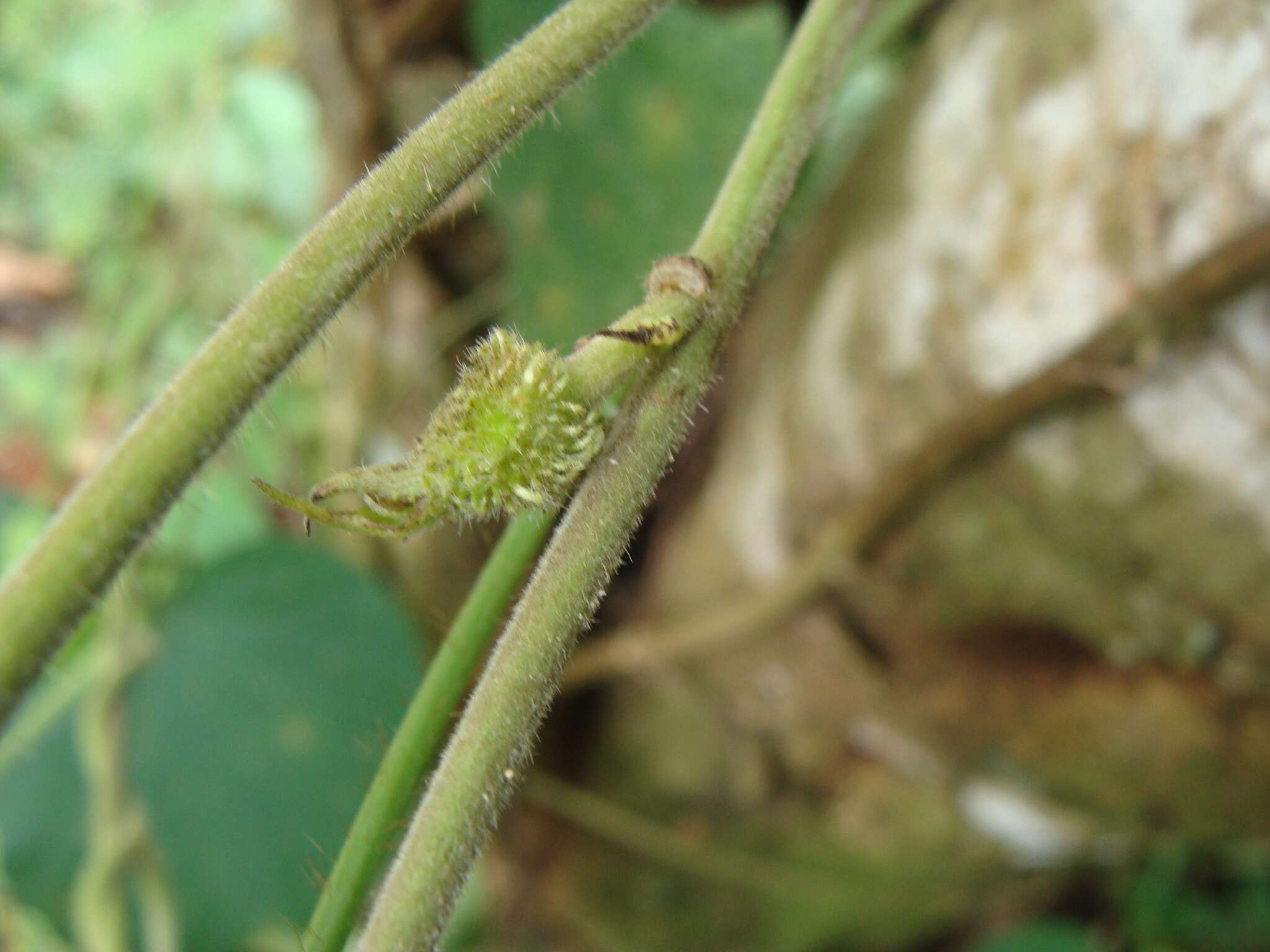 Plancia ëd Ipomoea silvicola House