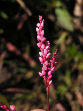 Imagem de Persicaria hystricula (Schuster) Sojak