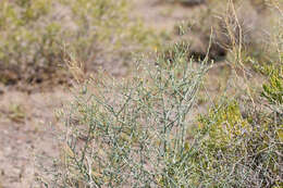 Image of Shrubby Alkali Desert Tansy-Aster