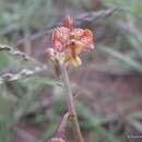 Eulophia reticulata Ridl.的圖片