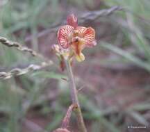 Eulophia reticulata Ridl.的圖片