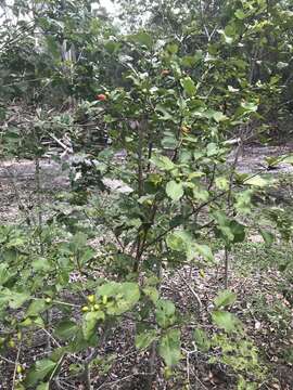 Image of Eugenia punicifolia (Kunth) DC.