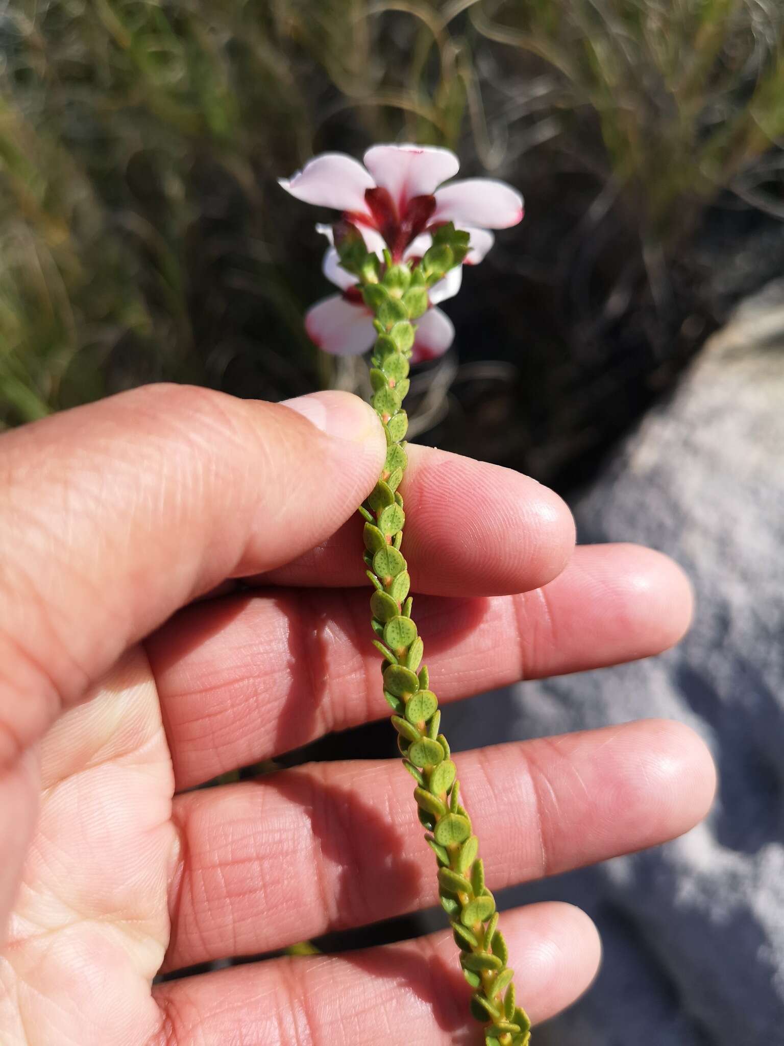 Image of Adenandra villosa subsp. villosa