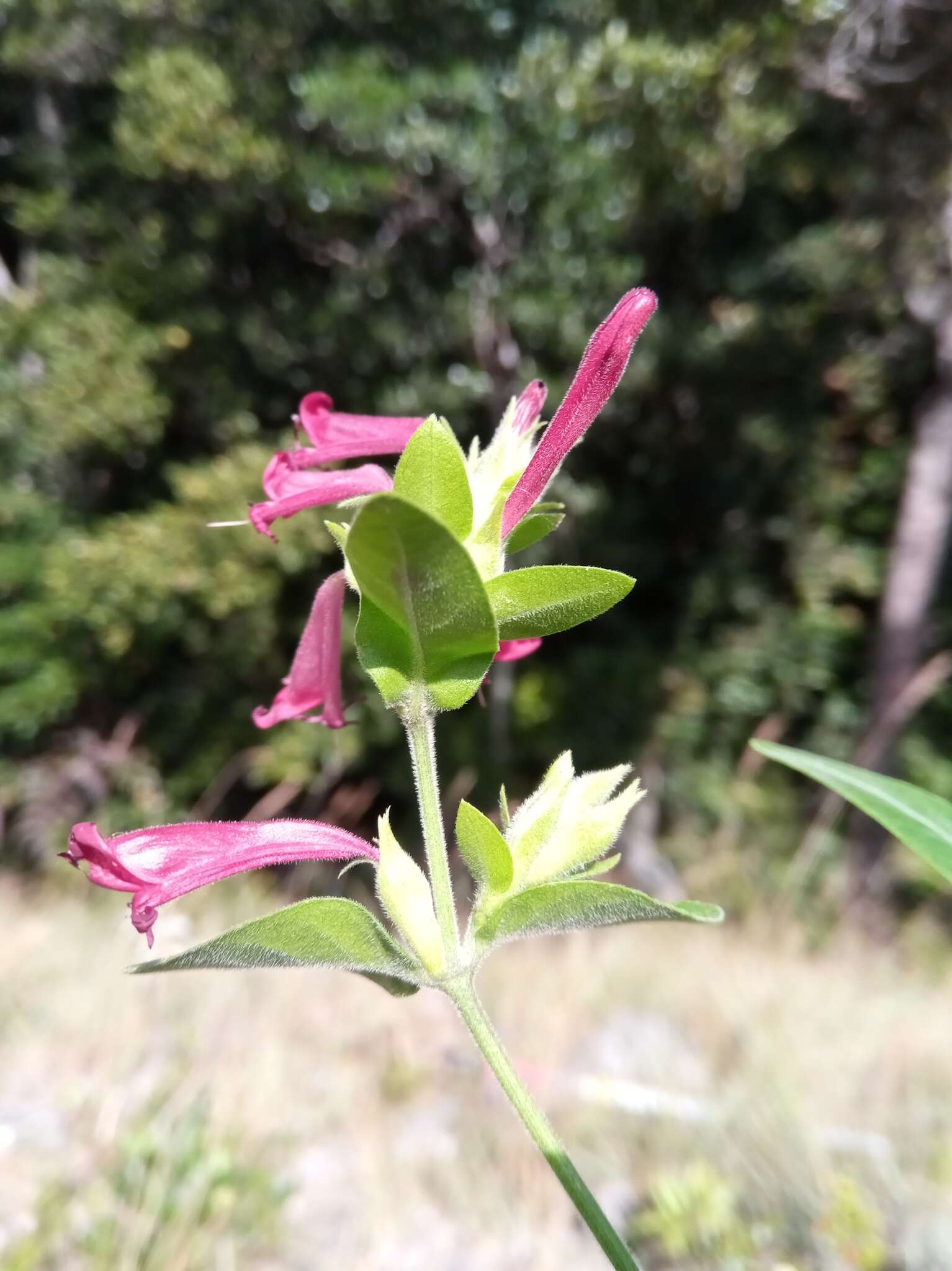 Слика од Hypoestes isalensis Benoist